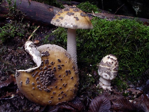 Hogyan azonosítsunk egy szicíliai agaros vagy egy Amanita ceciliae-t