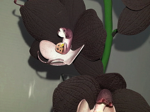 orchidea