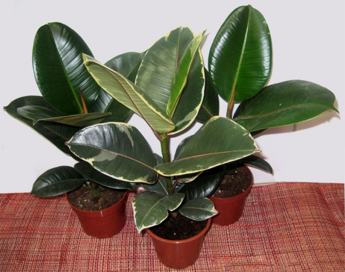 A ficus gondozásának titkai