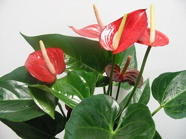 Anthurium termesztése és gondozása