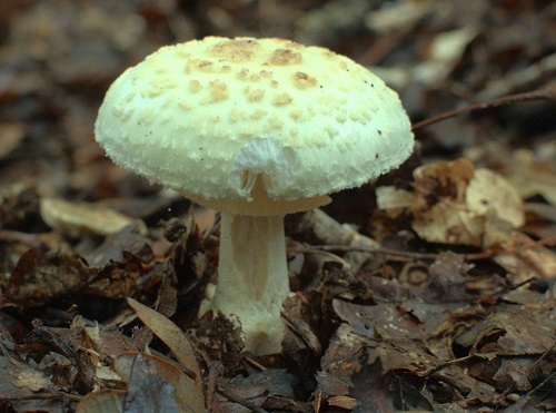 Az amanita muscaria vagy az Amanita citrina azonosítása