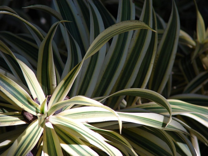 Nehézségek a dracaena termesztésében