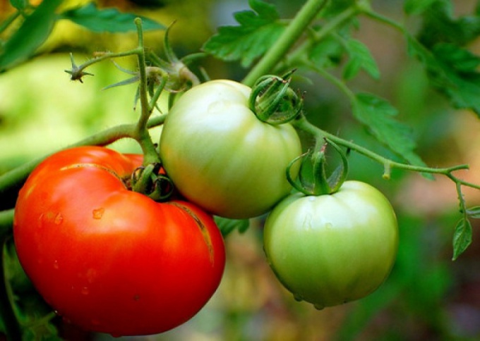 Hogyan védekezhet a paradicsom a phytophthora