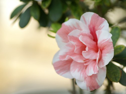 Azalea gondos ápolása