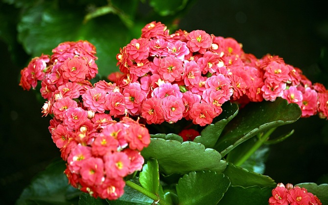 A Kalanchoe megfelelő gondozása