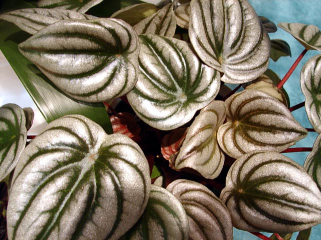 A peperomia jellemzői