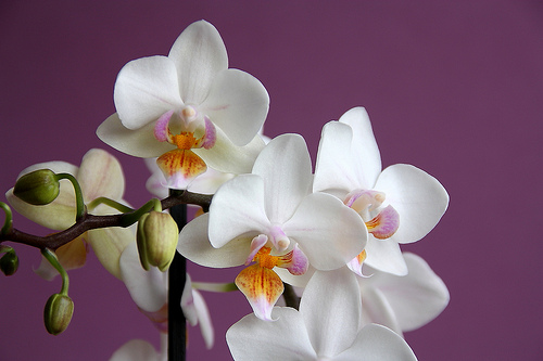 Hogyan készítsünk phalaenopsis virágot?