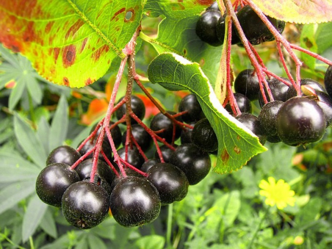 Hogyan befolyásolja a Chokeberry nyomást