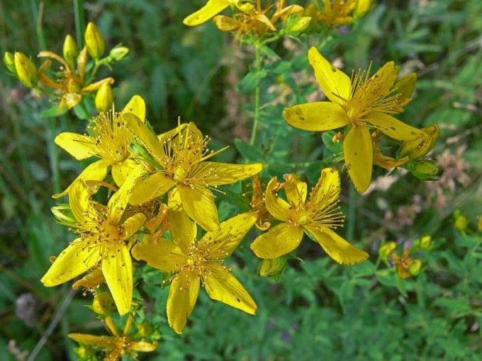 Mit néz ki St. John's Wort?