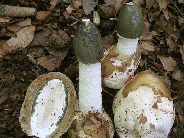 A gomba-veselka terápiás tulajdonságai