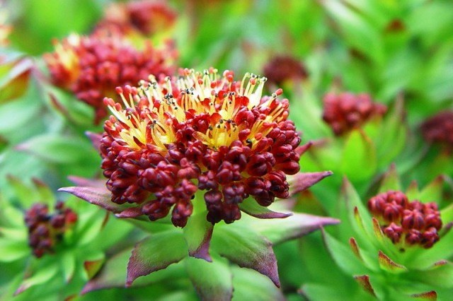 Rhodiola rosea tinktúrája - csodálatos gyógymód