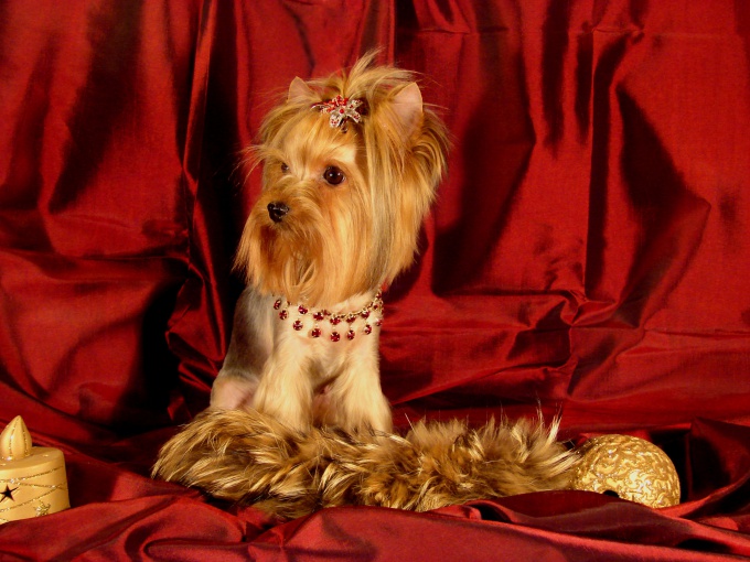 hogyan ismerjük fel a yorkshire terrier kölyköt