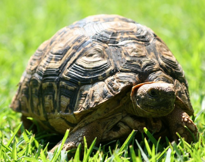 Hogyan kell törődni a szárazföldi teknősbékkel?