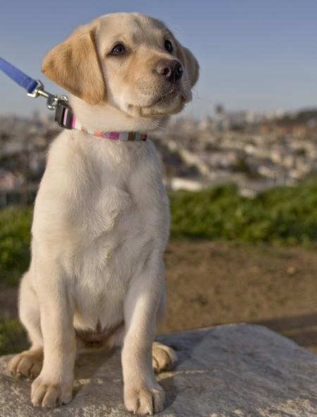 A Labrador kiválasztása