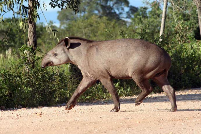 Ki a Tapir?