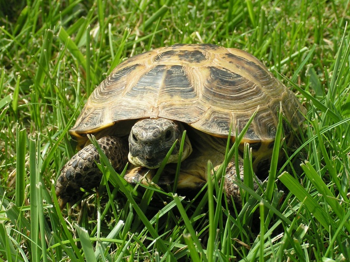 Hogyan határozzuk meg a teknős nemét?