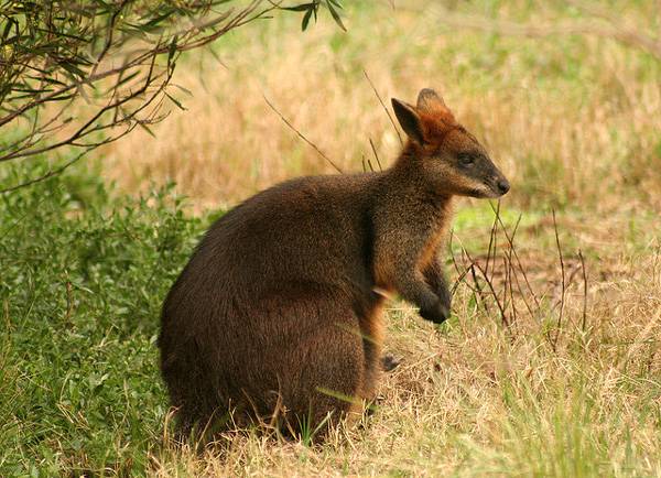 Wallaby: a faj egyes jellemzői